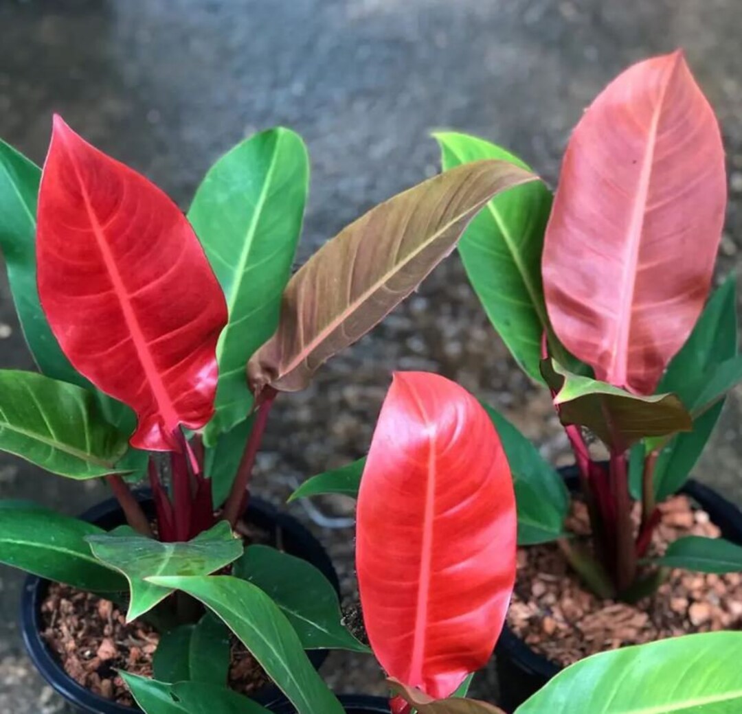 Imperial Red Philodendron Starter ALL Starter Plants REQUIRE You to