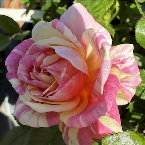 May include: Close-up of a rose with pink and white striped petals, transitioning to yellow and orange at the center. The flower is in full bloom, surrounded by green leaves, showcasing natural beauty.