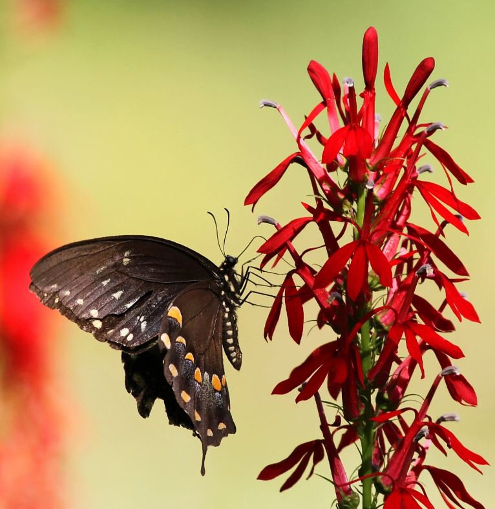 Black Cardinal Flower Starter Plant ALL Starter Plants Etsy