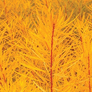 FREE SHIPPING - Butterscotch Amsonia Flower Plug Starter Plant