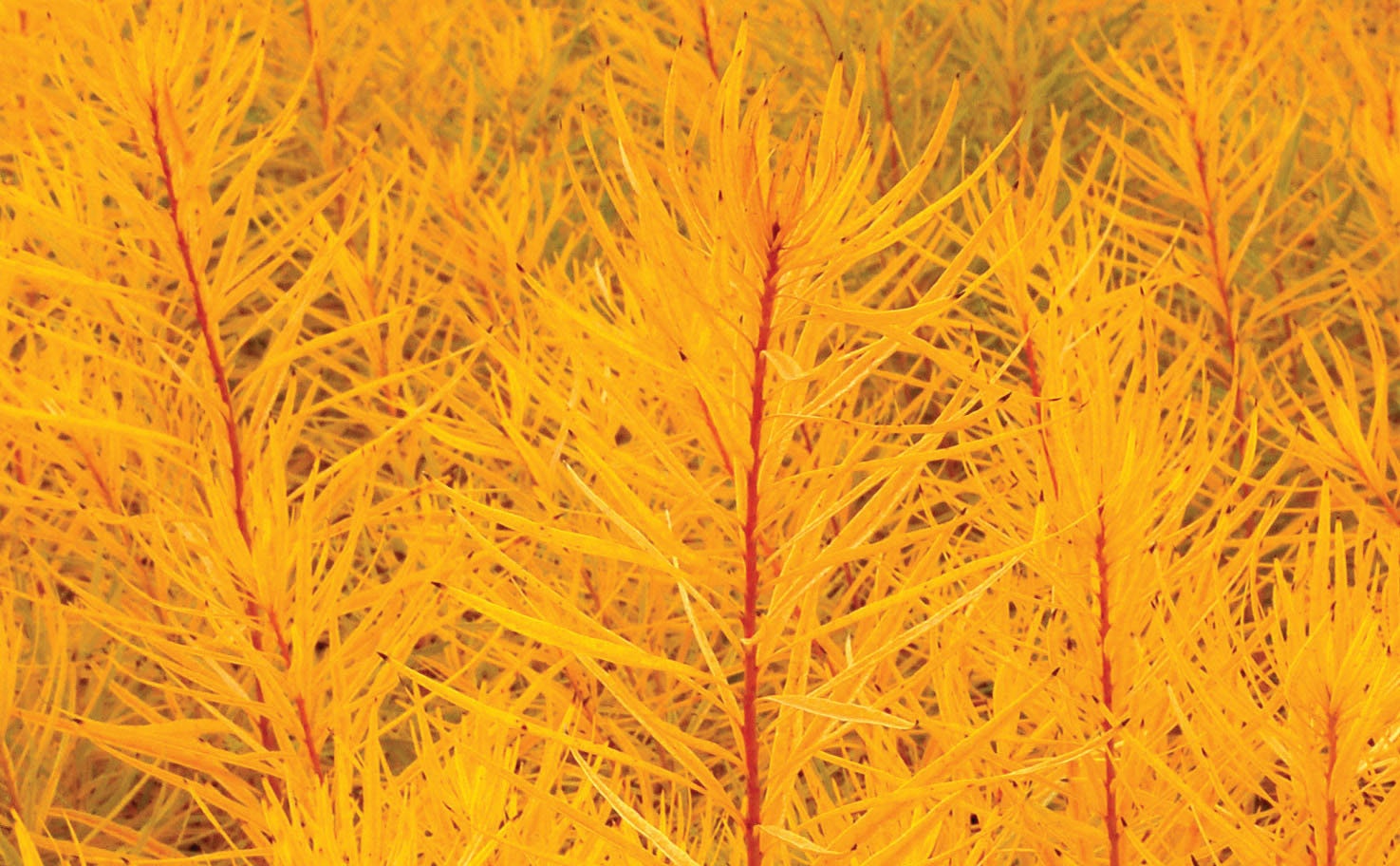 LAST CHANCE SALE - Butterscotch Amsonia Flower Plug Starter Plant Free Shipping