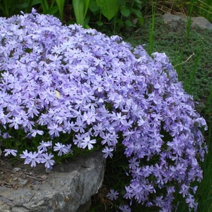 Emerald Blue Phlox Starter Plant (ALL Starter Plants REQUIRE You to Purchase 2 plants) White Flowers