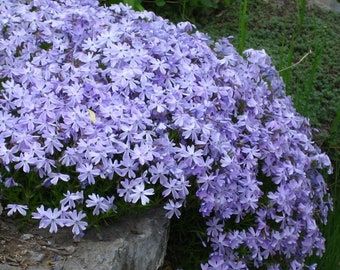 Emerald Blue Phlox Starter Plant (ALL Starter Plants REQUIRE You to Purchase 2 plants) White Flowers