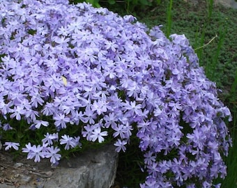 FREE SHIPPING - Emerald Blue Phlox Starter Plant