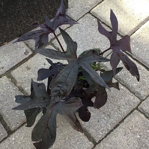 May include: A potted plant with dark purple leaves. The leaves have a unique shape and are arranged in a cluster.