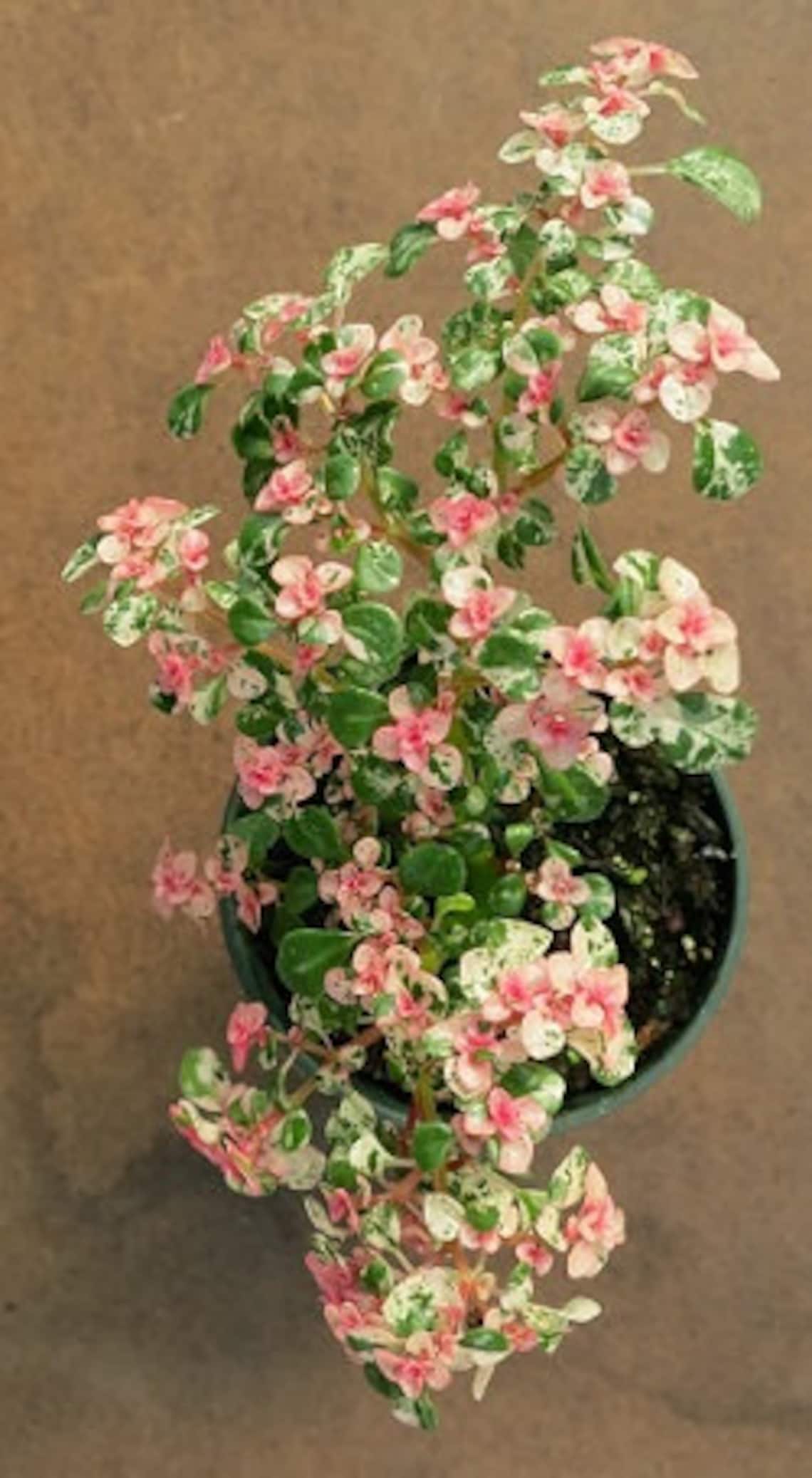 Tricolor Fern Pink Plant Starter ALL Starter Plants REQUIRE Etsy