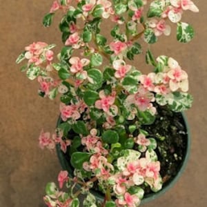 Tricolor Fern Pink Plant Starter (ALL Starter Plants REQUIRE You to Purchase 2 plants) ppp variegated