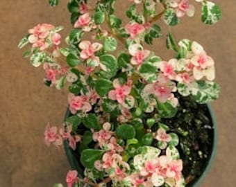 May include: A small potted plant with green leaves and pink flowers. The plant is in a brown pot and has a cascading growth habit.