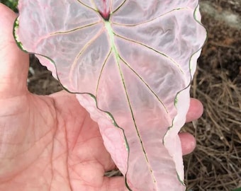 Pink Splash Caladium Bulbs Live Plant Princess (ALL Starter Plants REQUIRE You to Purchase 2 plants) ppp Pre-Order March