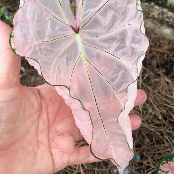 Pink Splash Caladium Bulbs Live Plant Princess (ALL Starter Plants REQUIRE You to Purchase 2 plants) ppp Pre-Order March