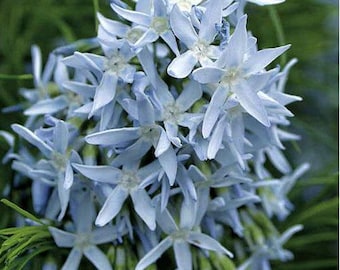 FREE SHIPPING - Gold Threadleaf Amsonia Hubrictii Blue Star Flower Plug Starter Plant