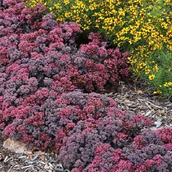 Sedum Dazzleberry Starter Plant (ALL Starter Plants REQUIRE You to Purchase 2 plants)