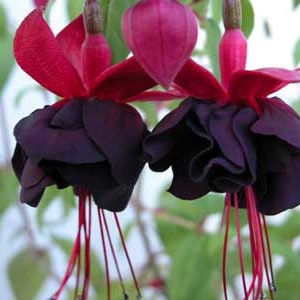 New Millennium Black Fuschia Flowers Starter Plant (ALL Starter Plants REQUIRE You to Purchase 2 plants) Live Plant