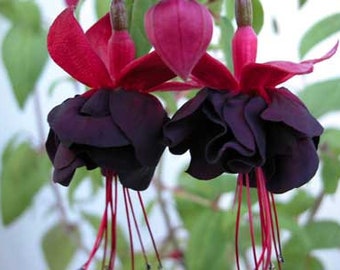 New Millennium Black Fuschia Flowers Starter Plant (ALL Starter Plants REQUIRE You to Purchase 2 plants) Live Plant