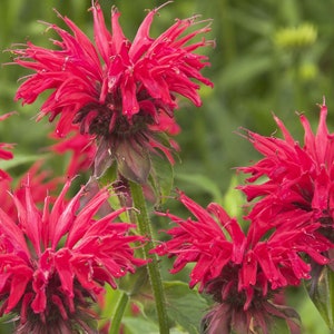 Scarlet Red Bee Balm Starter Plant (ALL Starter Plants REQUIRE You to Purchase 2 plants)