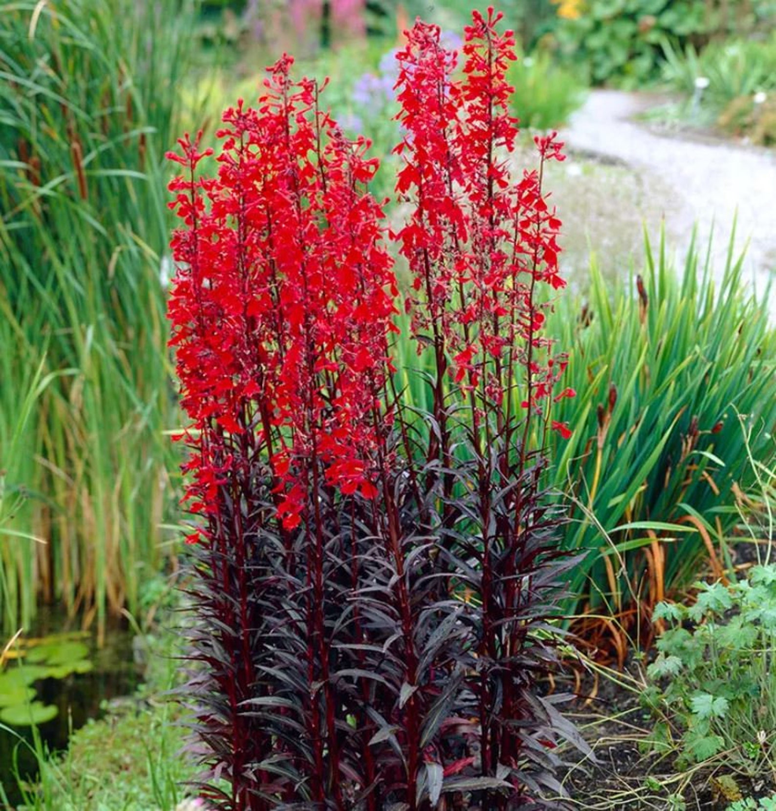Black Cardinal Flower Starter Plant ALL Starter Plants Etsy