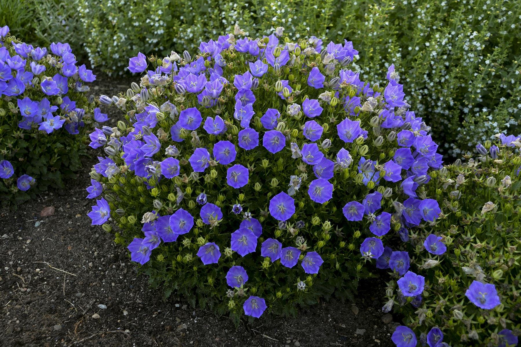 Chinese Bellflower - Etsy