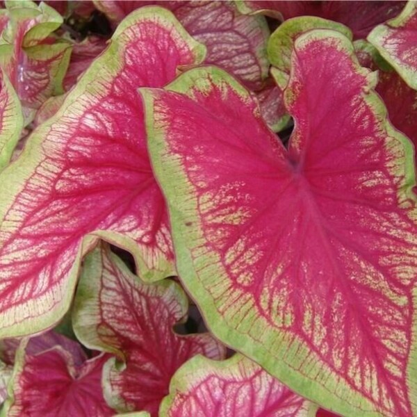 Caladium Bulbs Etsy