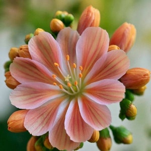 Little Peach Lewisia Live Starter Plant (ALL Starter Plants REQUIRE You to Purchase 2 plants) Bi-tone Flowers