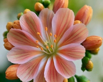 Little Peach Lewisia Live Starter Plant (ALL Starter Plants REQUIRE You to Purchase 2 plants) Bi-tone Flowers