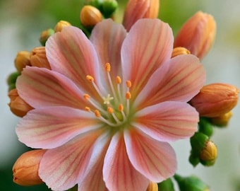 Little Peach Lewisia Live Starter Plant Bi-tone Flowers FREE SHIPPING