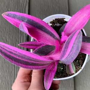 FREE SHIPPING - Pink Stripes Tradescantia Starter Plant ppp