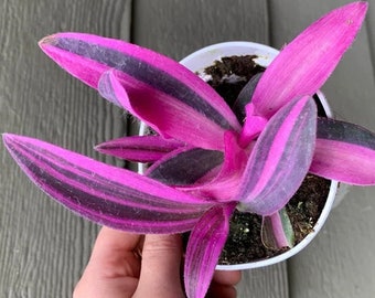 FREE SHIPPING - Pink Stripes Tradescantia Starter Plant ppp