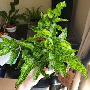 FREE SHIPPING - Golden Zebra Variegated Bamboo Fern Plant Starter