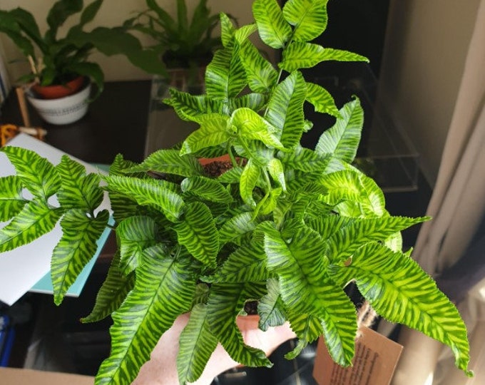 Golden Zebra Variegated Bamboo Fern Plant Starter ALL Starter Plants