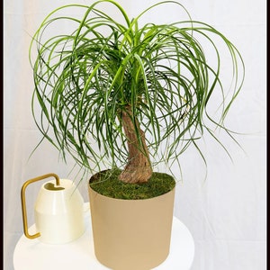 jungle boogie philodendron Philodendron 'Jungle Boogie' main image 0