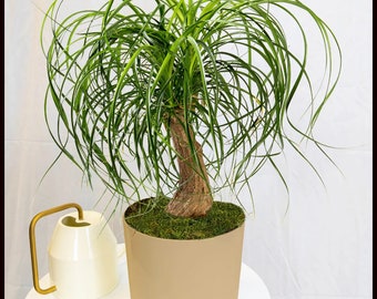 Ponytail Palm Tree Starter (ALL Starter Plants REQUIRE You to Purchase 2 plants) House Plants