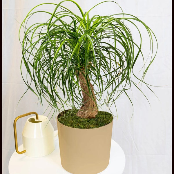 Ponytail Palm Tree Starter (ALL Starter Plants REQUIRE You to Purchase 2 plants) House Plants