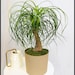 see more listings in the Houseplants section