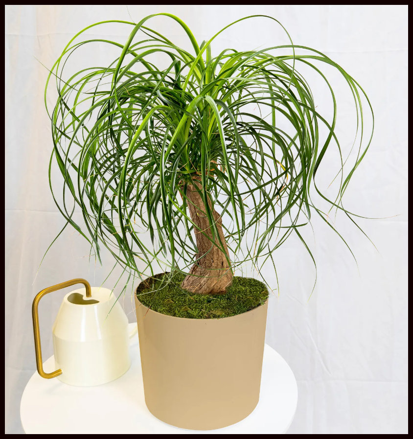 soil for golden pothos Golden Pothos Plant (Epipremnum aureum)  Jungle Relics