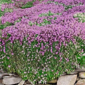 May include: A close-up of a ground cover plant with small, pink flowers. The plant is growing over a stone wall.