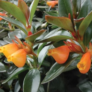 SUPER SALE Goldfish Plant Starter: Trailing Houseplant with Orange Blooms