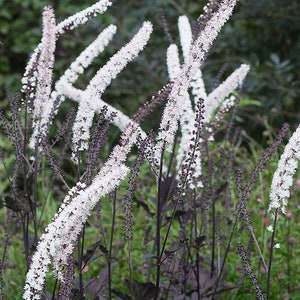 Black Actaea Bugbane Plug Starter Plant (ALL Starter Plants REQUIRE You to Purchase 2 plants) black butterfly bush