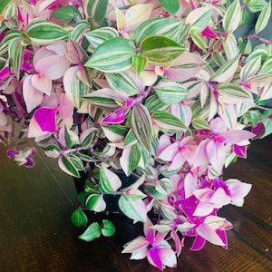 FREE SHIPPING - Rainbow Tradescantia Fluminensis variegata Starter Plant plug ppp