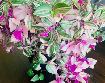 Rainbow Tradescantia Fluminensis variegata Starter Plant plug ppp (ALL Starter Plants REQUIRE You to Purchase 2 plants)