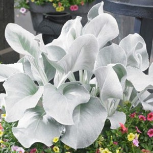 Get Both Black and White Plants Elephant Ears Starter ALL Starter Plants REQUIRE You to Purchase 2 plants FREE Shipping image 6