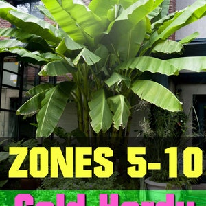 FREE SHIPPING - Cold Hardy Banana Tree Musa Starter Plant ppp