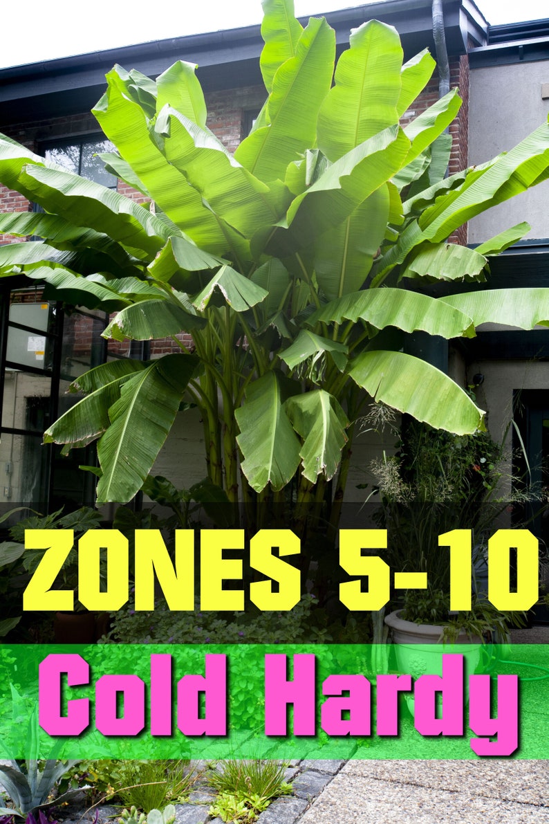 Cold Hardy Banana Tree Musa Starter Plant ppp ALL Starter Plants REQUIRE You to Purchase 2 plants image 1