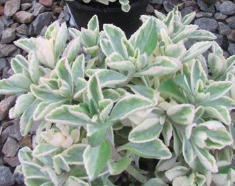 Fuzzy Variegated Lobster Flower Succulent Starter Plants (ALL Starter Plants REQUIRE You to Purchase 2 plants) Ground Cover