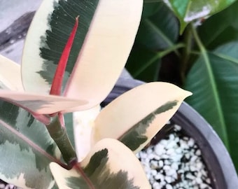 Tineke Rubber Tree Variegated Starter Plant ppp (ALL Starter Plants REQUIRE You to Purchase 2 plants)