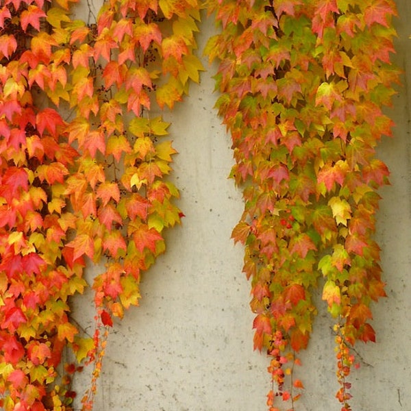 Boston Ivy Vine Starter Plant (ALL Starter Plants REQUIRE You to Purchase 2 plants)