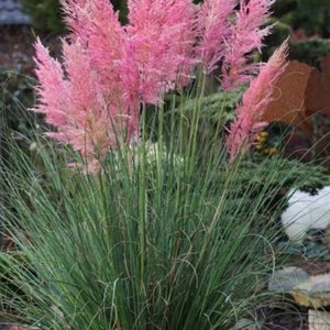 May include: A clump of pink pampas grass with long, feathery plumes. The grass is growing in a garden setting.