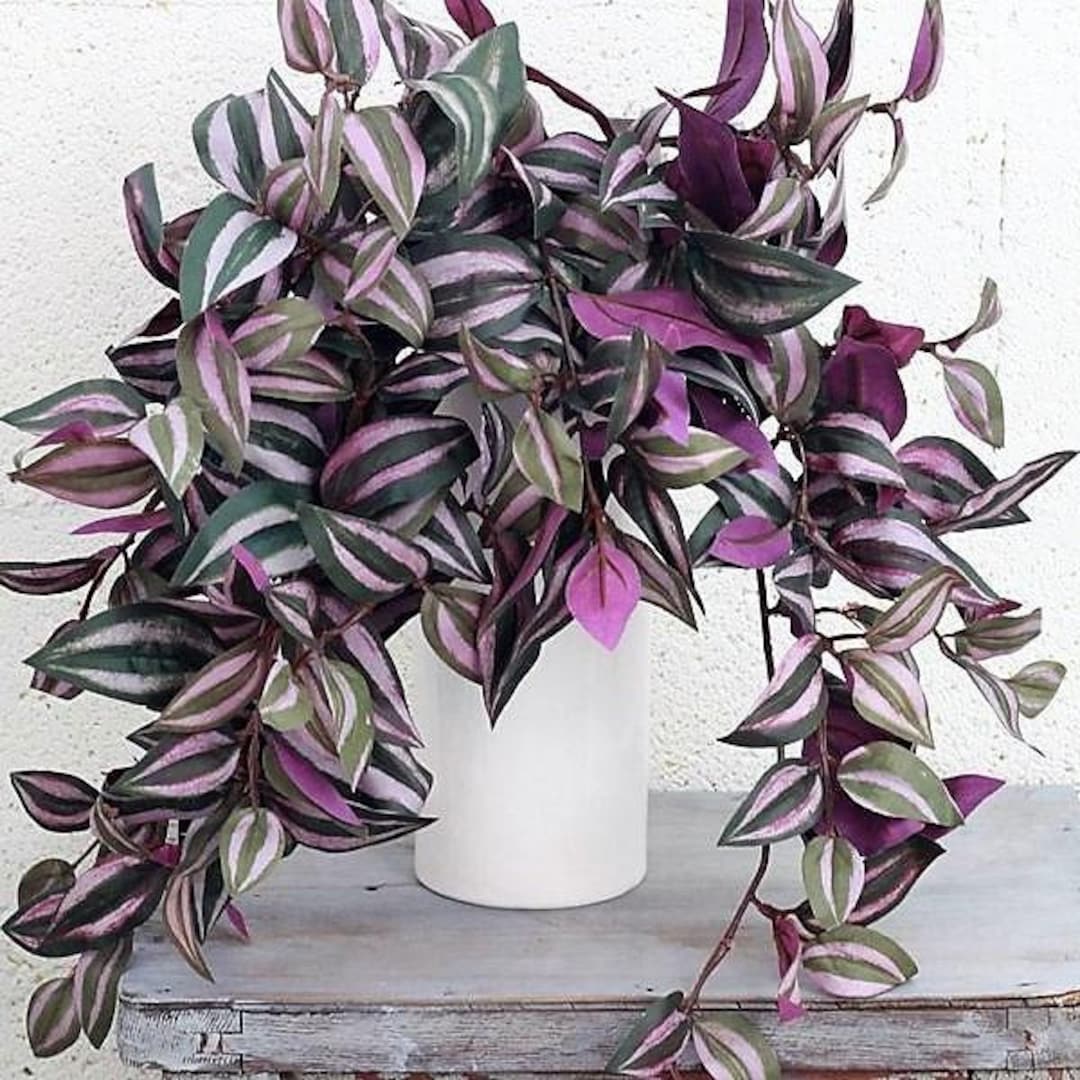 Tradescantia Zebrina Starter Plant Ppp ALL Starter Plants REQUIRE You ...