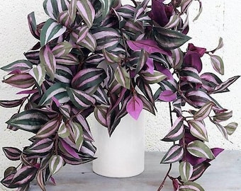 Tradescantia Zebrina Starter Plant ppp (ALL Starter Plants REQUIRE You to Purchase 2 plants)