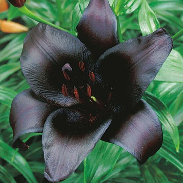 Black Charm Lily Bulbs (ALL Starter Plants REQUIRE You to Purchase 2 plants)