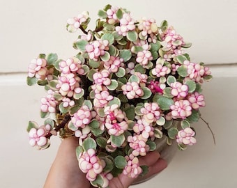 Pink Elephant Bush Variegated Starter Plant Bonsai ppp (ALL Starter Plants REQUIRE You to Purchase 2 plants)